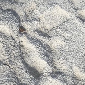 Meet your Posher, Lori